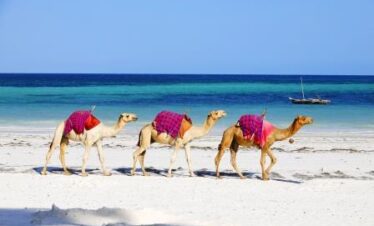 Best Luxury Tour Operator in Kenya- Diani Beach Kenya