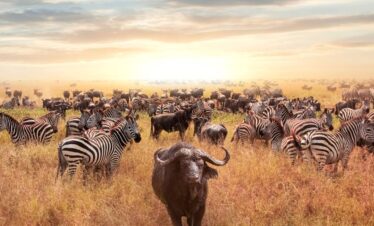 7-Day Luxury Kenya Safari