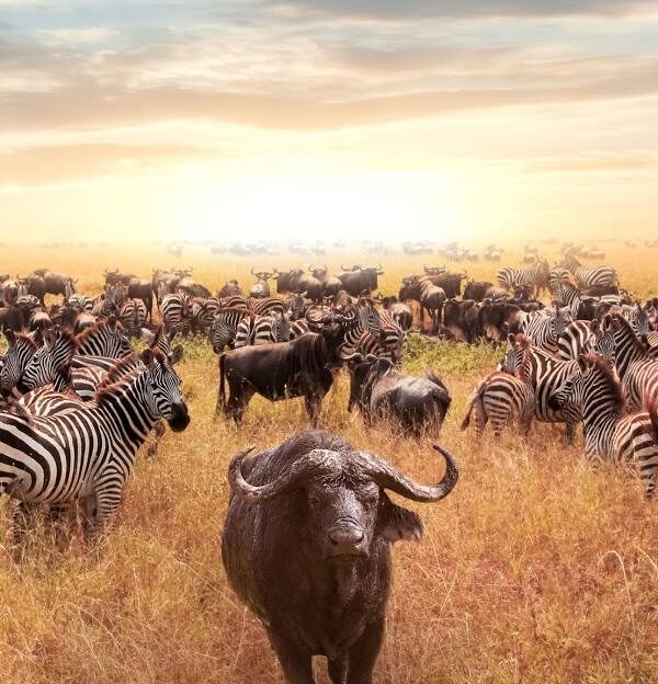 7-Day Luxury Kenya Safari