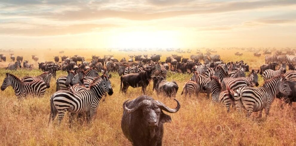 7-Day Luxury Kenya Safari