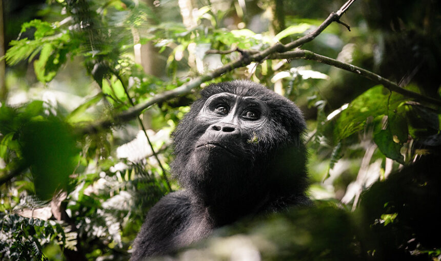 Fly-In Gorilla Trek Adventure in Uganda