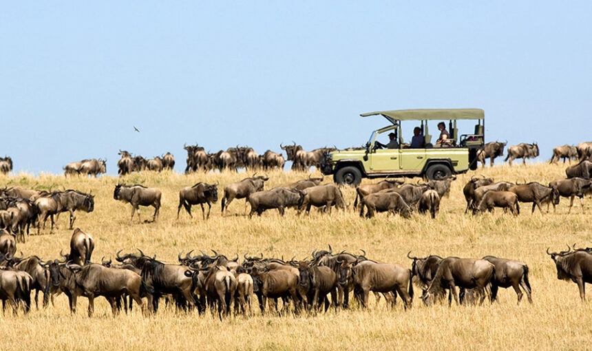 Complete Guide to a Wildebeest Migration Safari