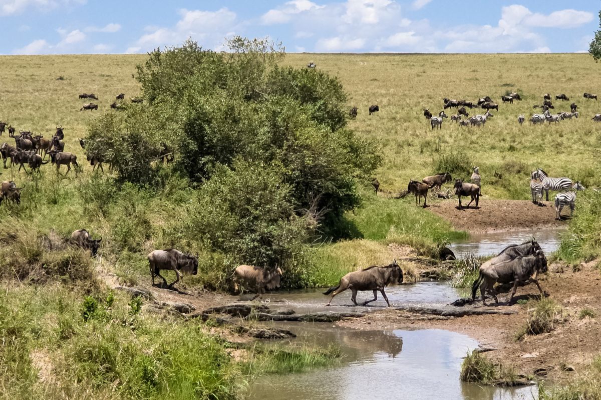 Wildebeest Migration Safari