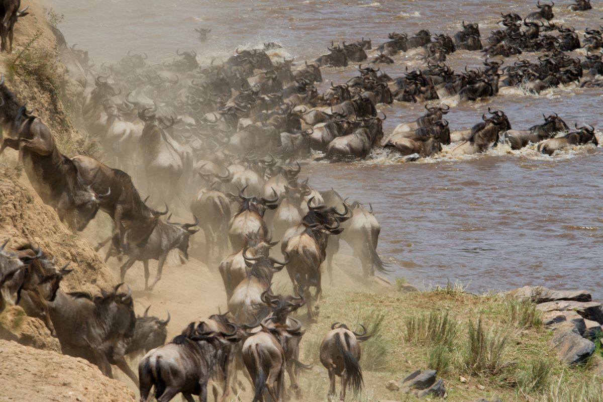 Wildebeest Migration Safari