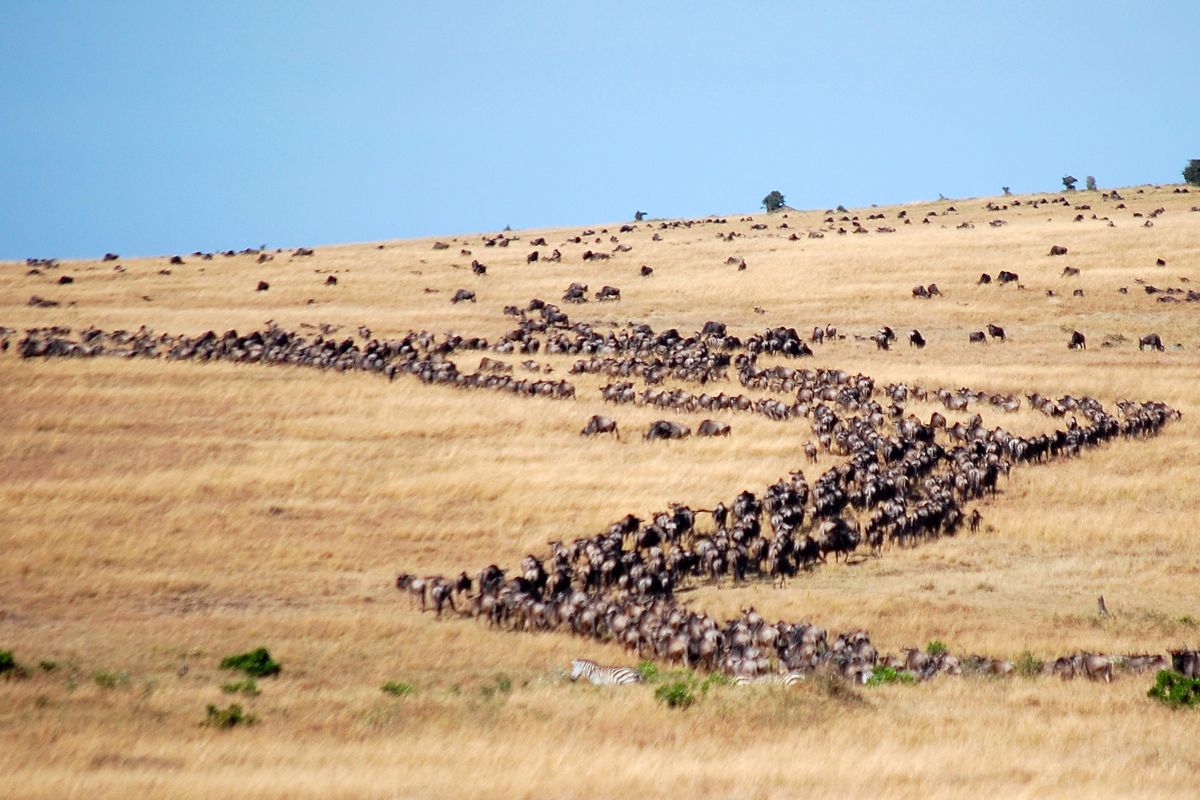 Wildebeest Migration Safari