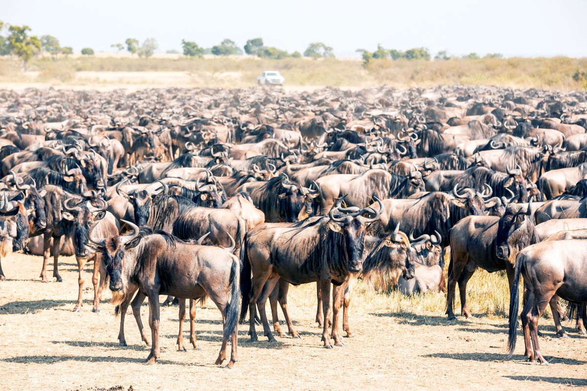 best safari destinations in Kenya-Maasai Mara