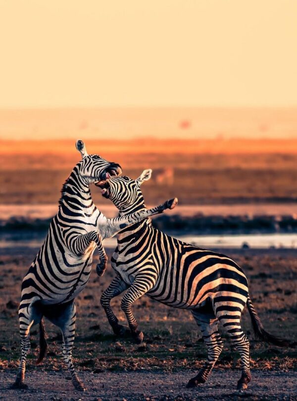 Best Time to Visit Kenya for Safari: Best Months, Weather and Wildlife Guide