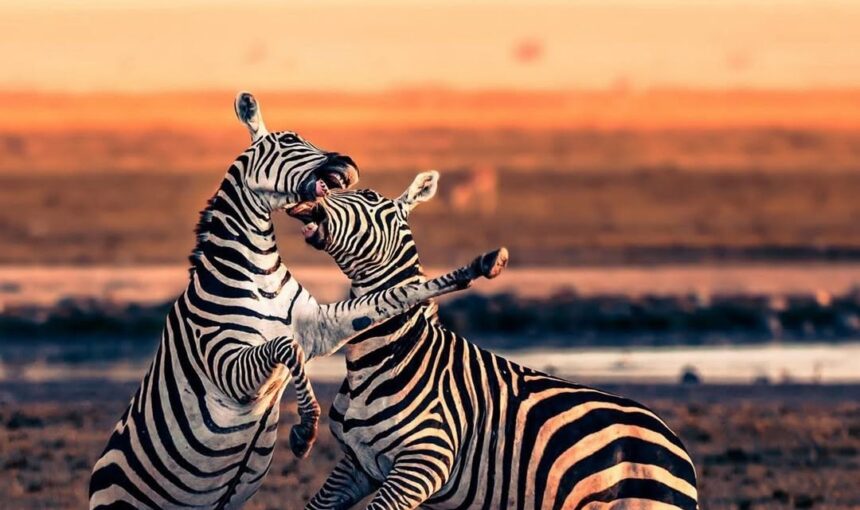 Complete Guide to a Wildebeest Migration Safari.