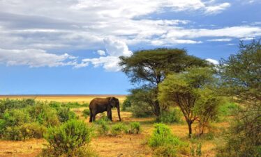 Best Luxury Tour Operator in Kenya