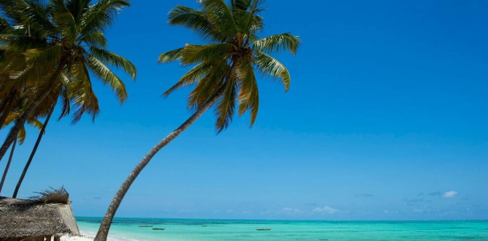 https://sandyshoresafricasafaris.com/