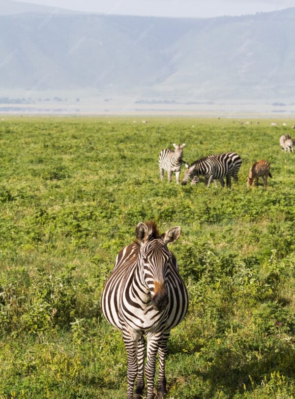 tanzania_safaris