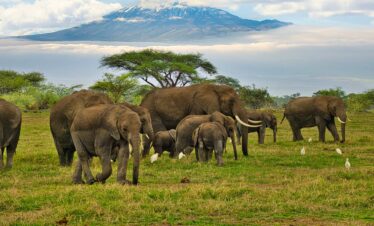 Best Luxury Tour Operator in Kenya- Amboseli National Park