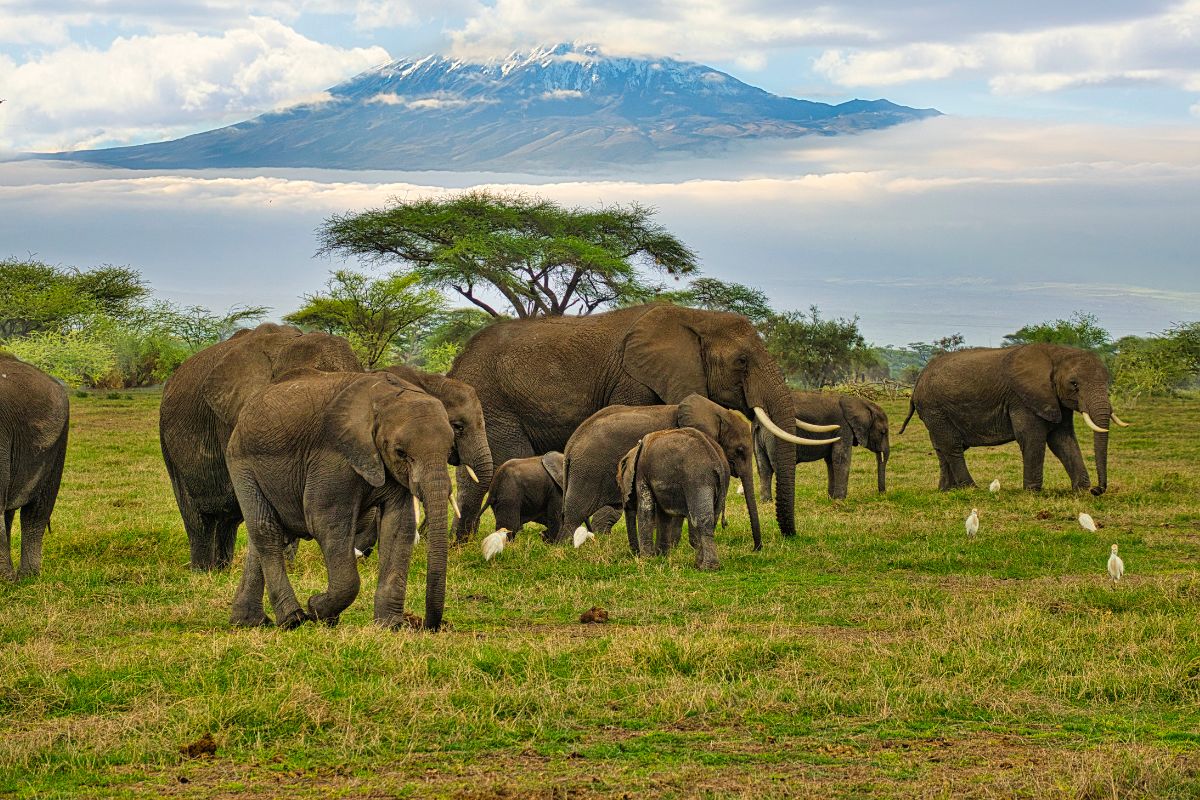 Best Luxury Tour Operator in Kenya- Amboseli National Park