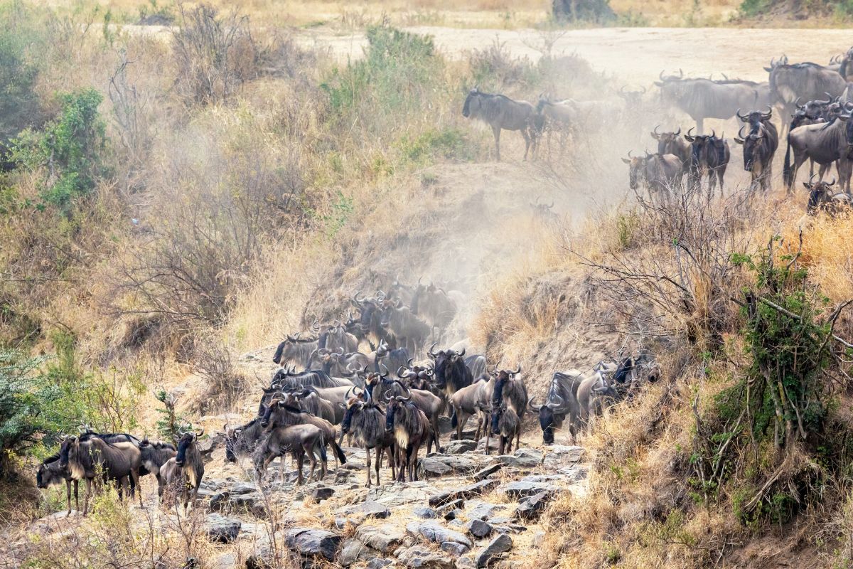 4 Days Maasai Mara Wildebeest Migration Safari Package in Kenya 2026 