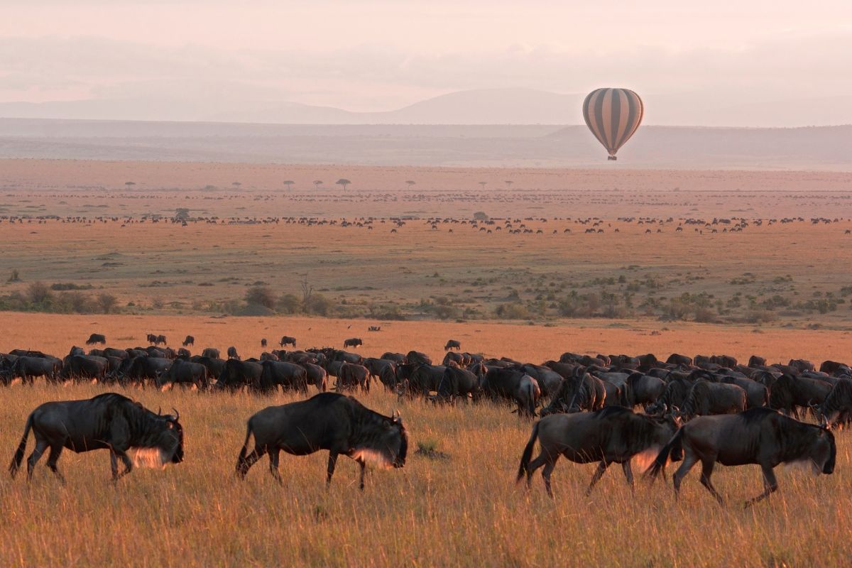 4 Days Maasai Mara Wildebeest Migration Safari Package in Kenya 2026 