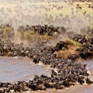 4 Days Maasai Mara Wildebeest Migration Safari Package in Kenya 2026