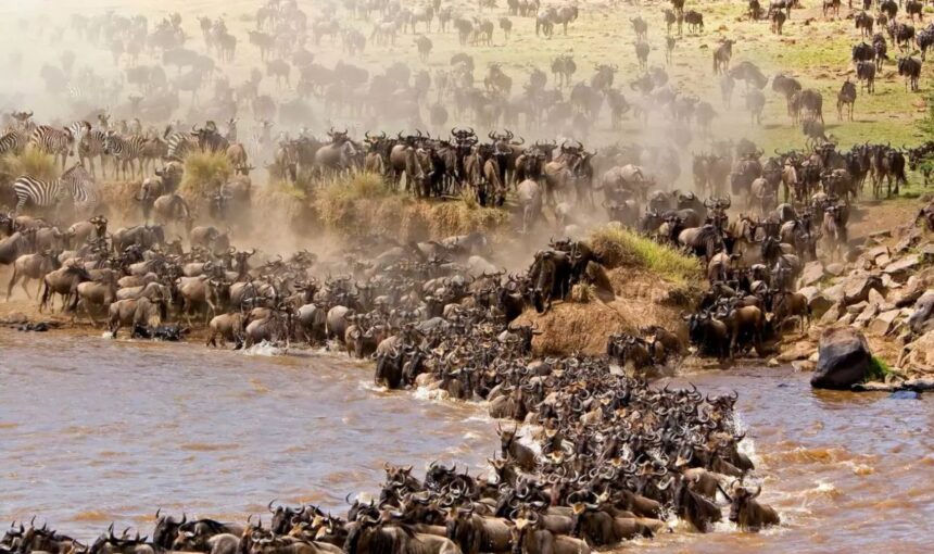 4 Days Maasai Mara Wildebeest Migration Safari Package in Kenya 2026