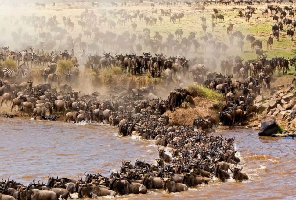 4 Days Maasai Mara Wildebeest Migration Safari Package in Kenya 2026