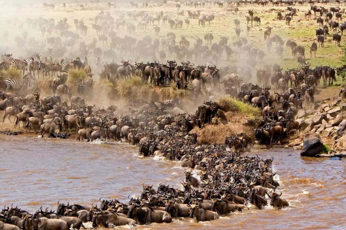 4 Days Maasai Mara Wildebeest Migration Safari Package in Kenya 2026