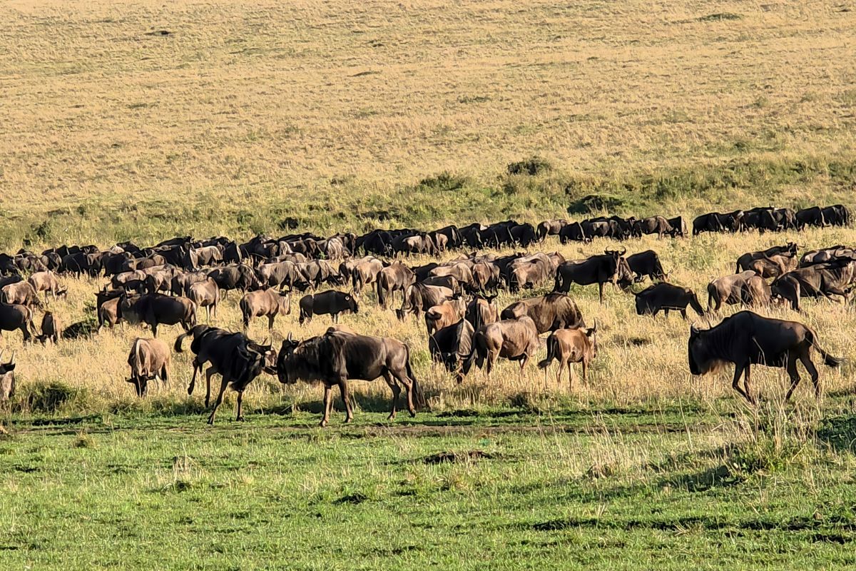 4 Days Maasai Mara Wildebeest Migration Safari Package in Kenya 2026 