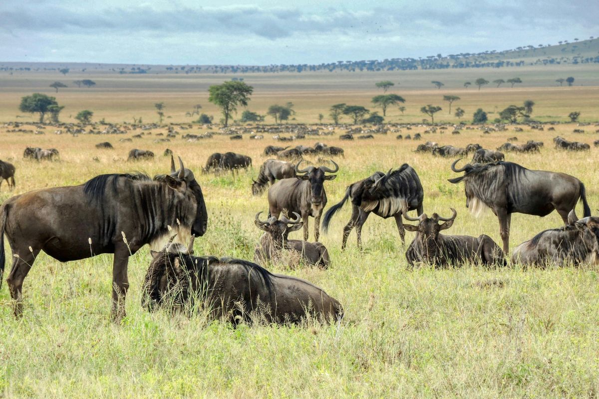 4 Days Maasai Mara Wildebeest Migration Safari Package in Kenya 2026 