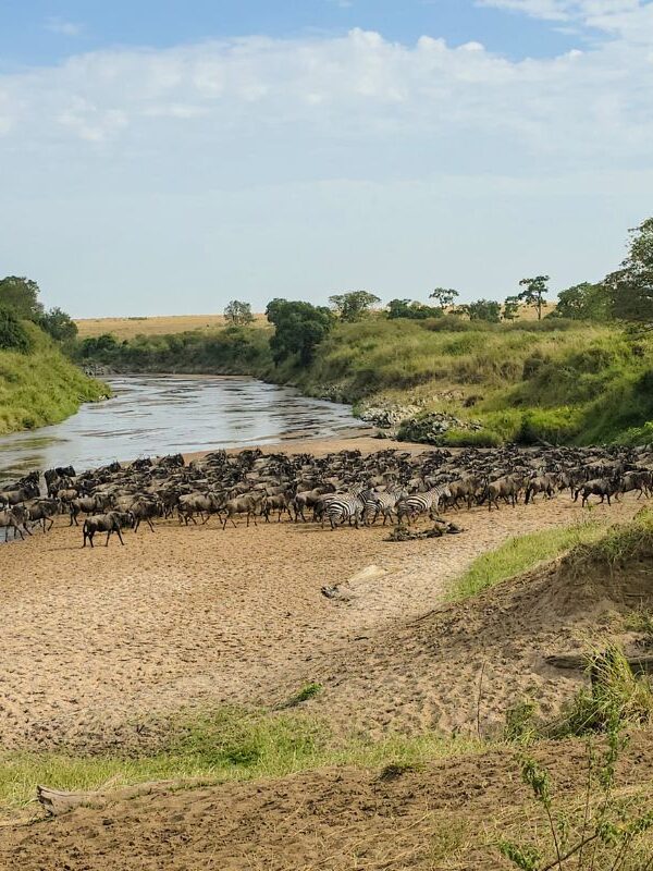 4 Days Maasai Mara Wildebeest Migration Safari Package in Kenya 2026