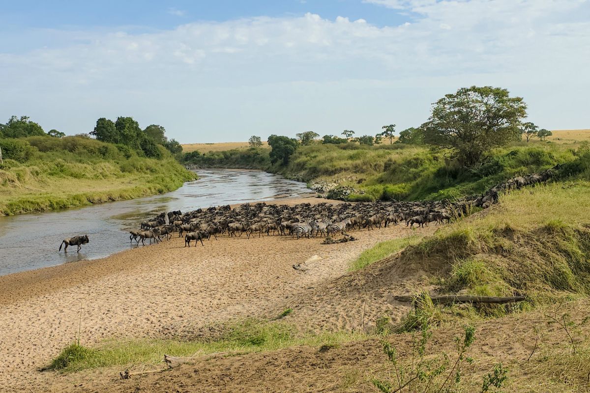 4 Days Maasai Mara Wildebeest Migration Safari Package in Kenya 2026 