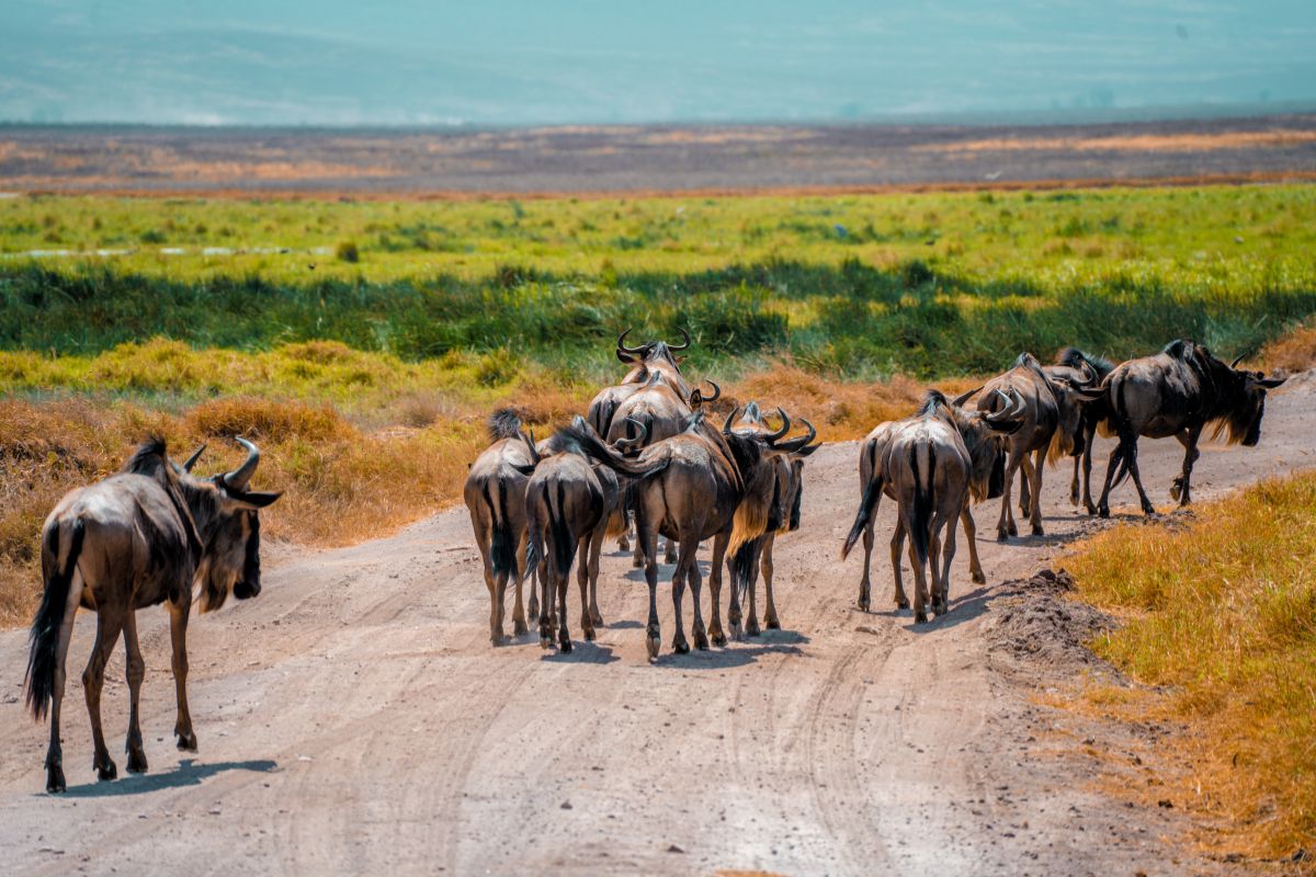 4 Days Maasai Mara Wildebeest Migration Safari Package in Kenya 2026 