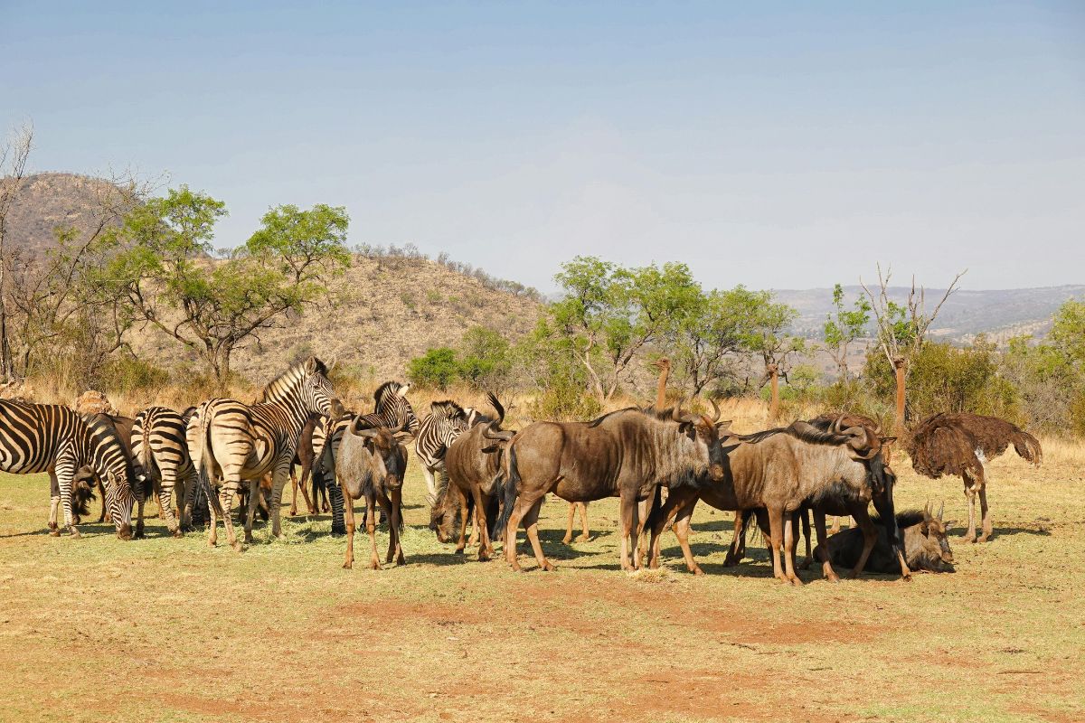 4 Days Maasai Mara Wildebeest Migration Safari Package in Kenya 2026 