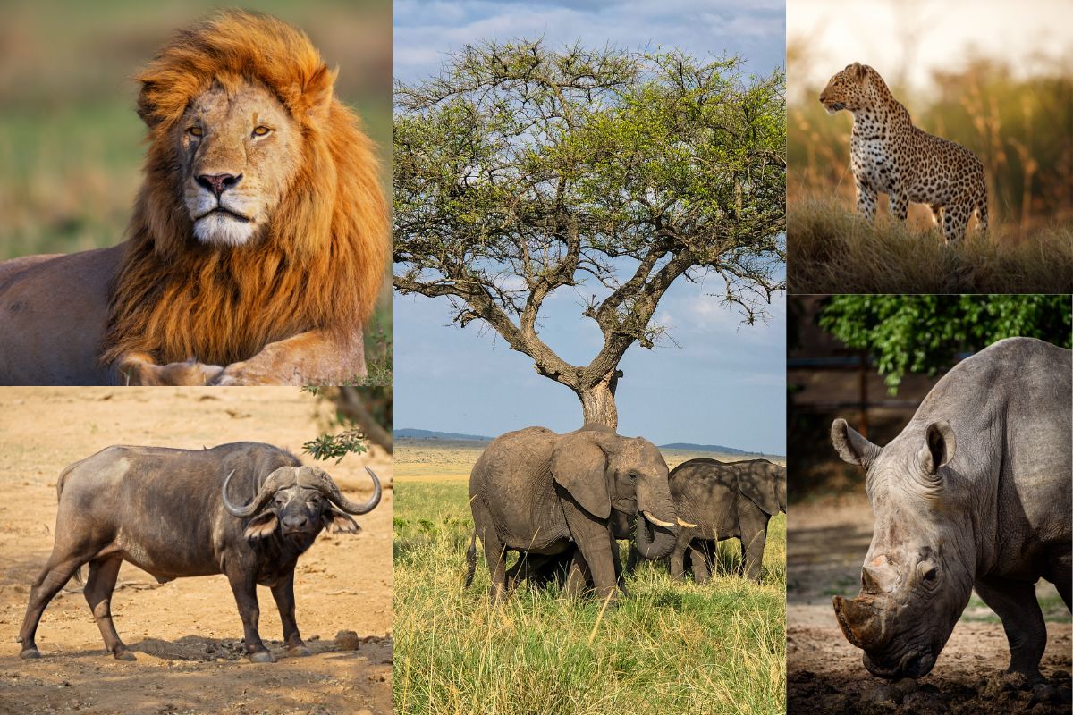 Extraordinary Wonders of Maasai Mara National Reserve 
