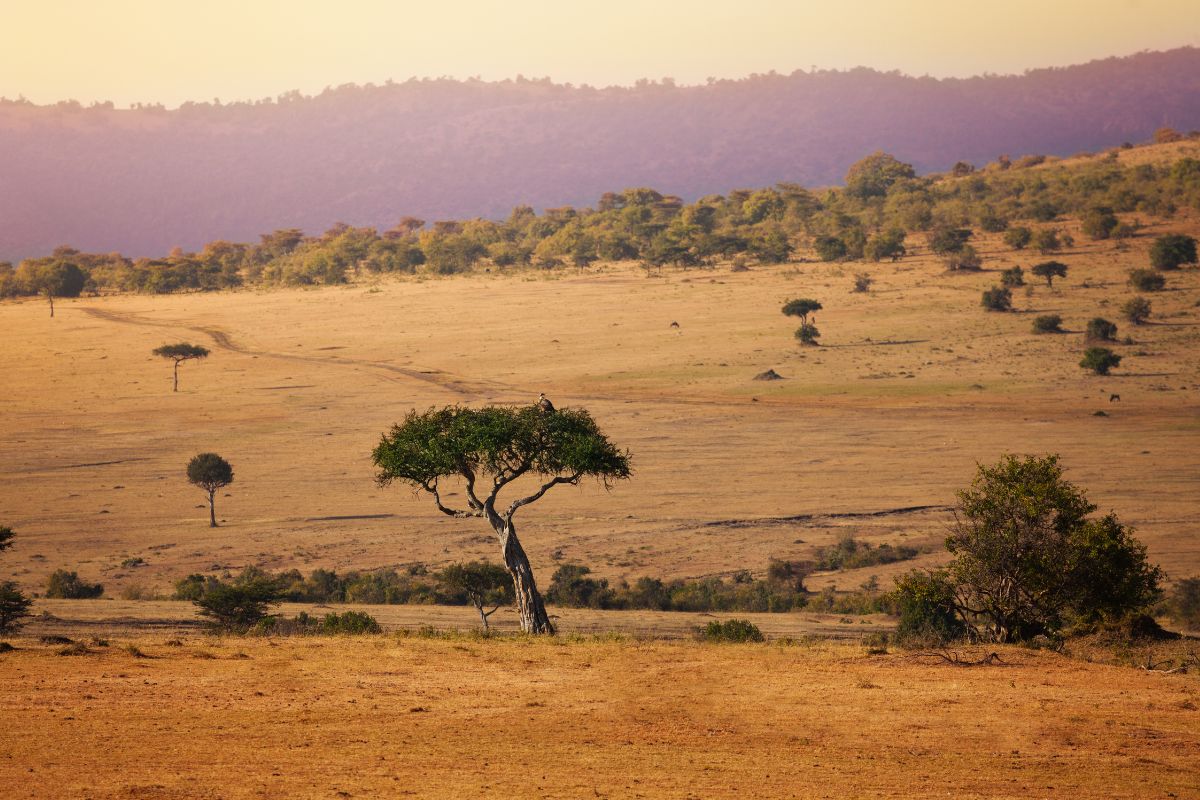 Extraordinary Wonders of Maasai Mara National Reserve