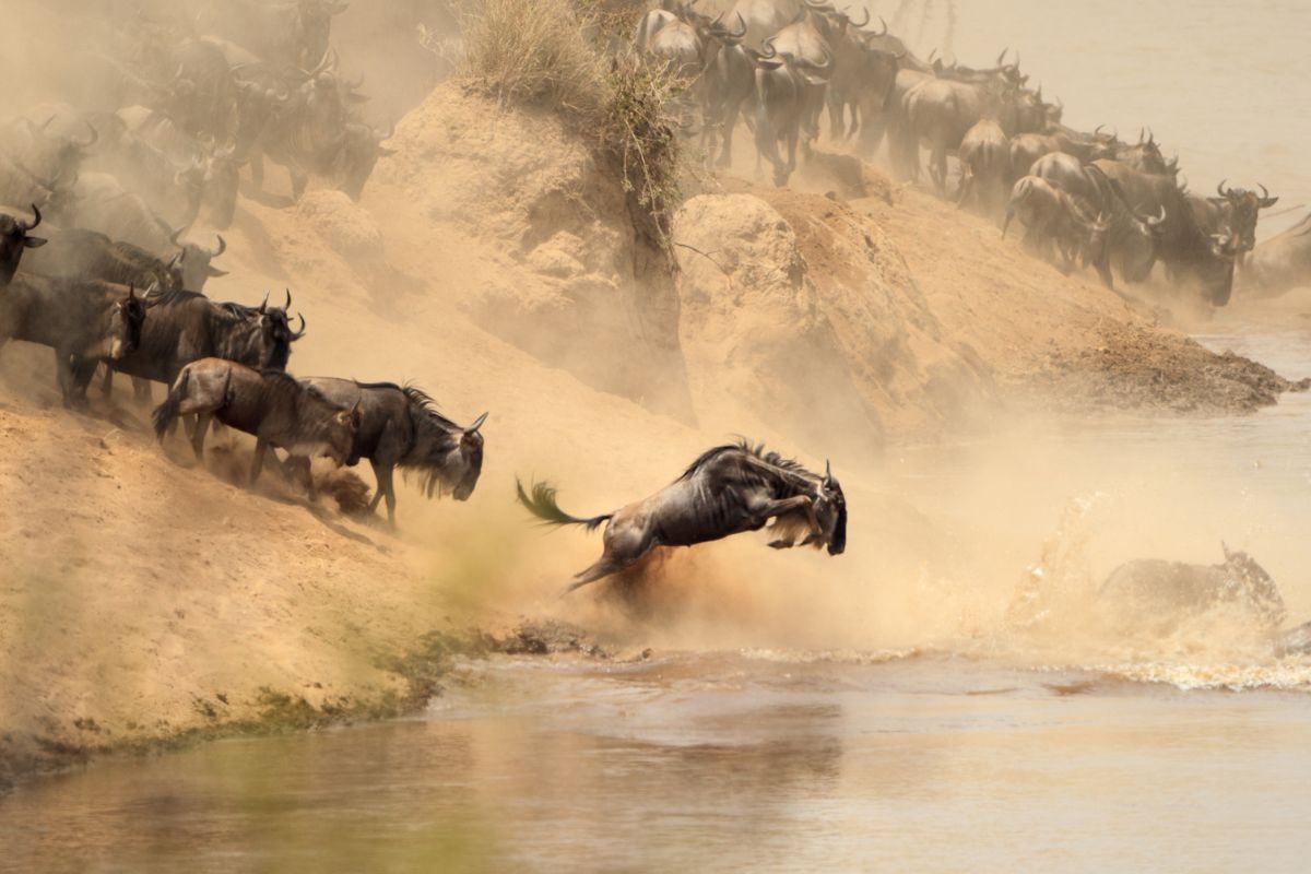 The Mara River Crossing Drama
