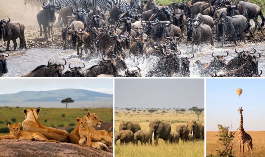 12 Extraordinary Wonders of Maasai Mara National Reserve: Why Kenya’s Iconic Safari Reserve Stands Out
