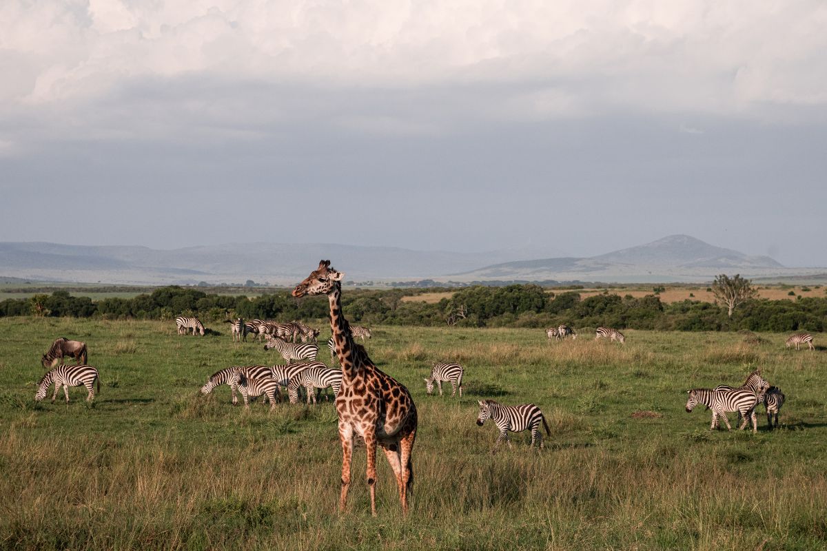 Maasai Mara National Reserve