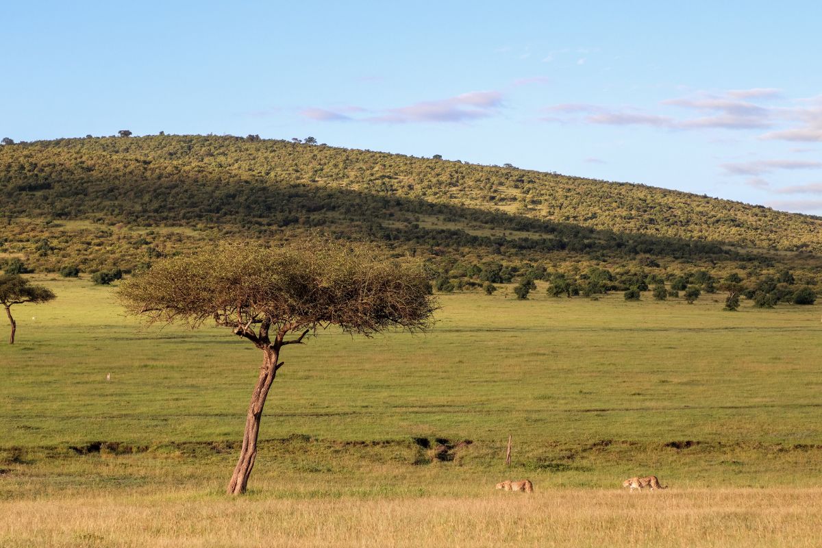 The Untouched Wilderness and Scenic Landscapes