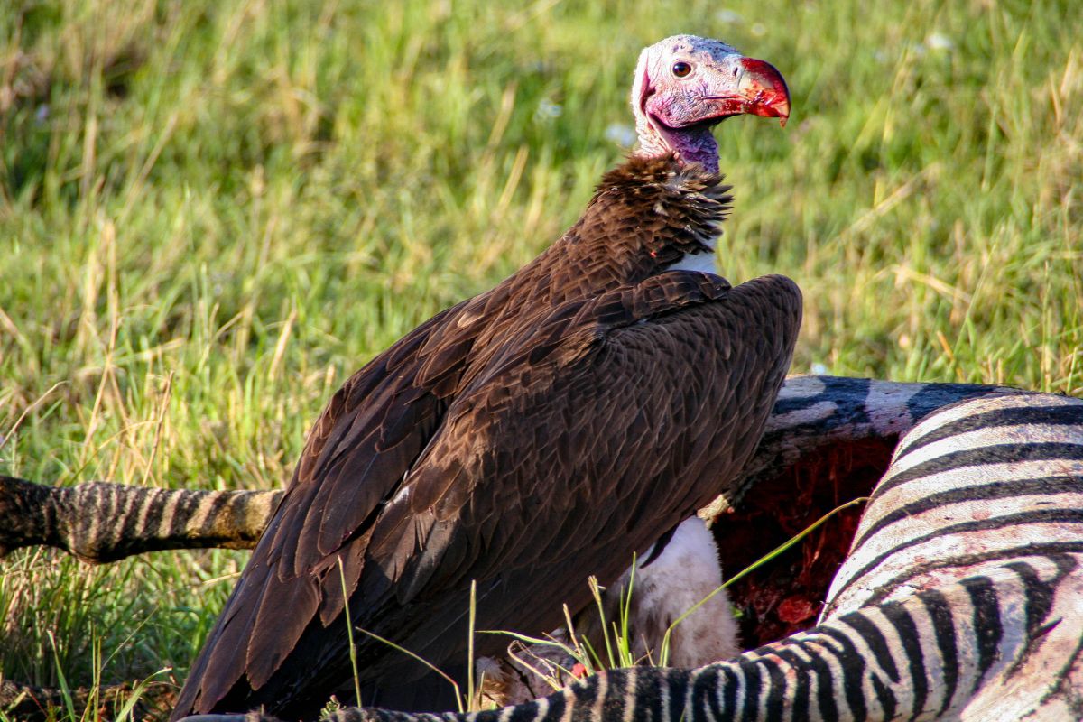 The Diverse Birdlife Ecosystem
