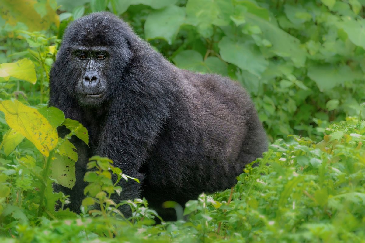 Mountain Gorilla Trekking in Uganda