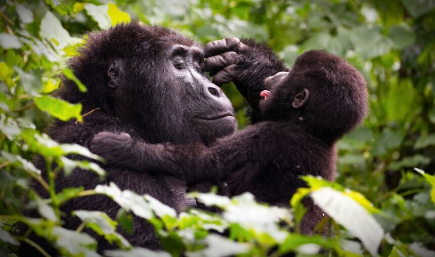 Top 8 Reasons Mountain Gorilla Trekking in Uganda Is a Must-See Experience