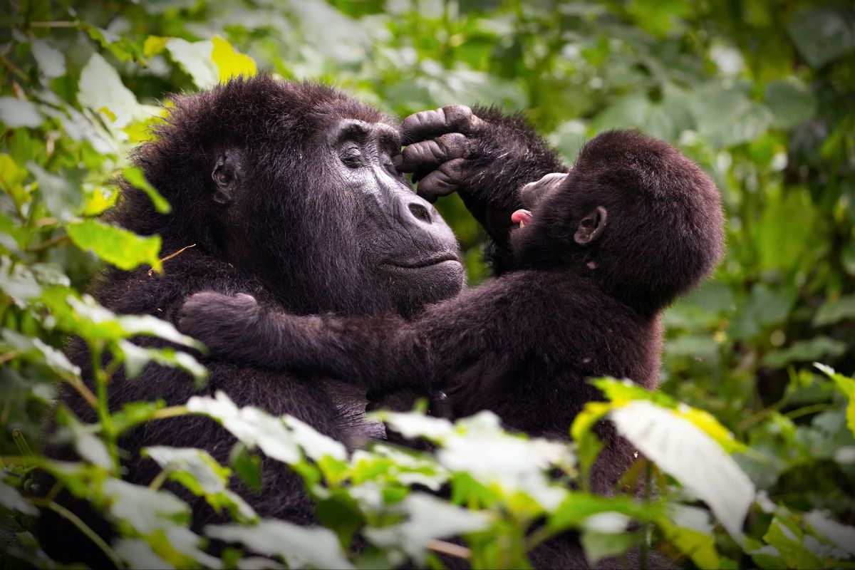Mountain Gorilla Trekking in Uganda