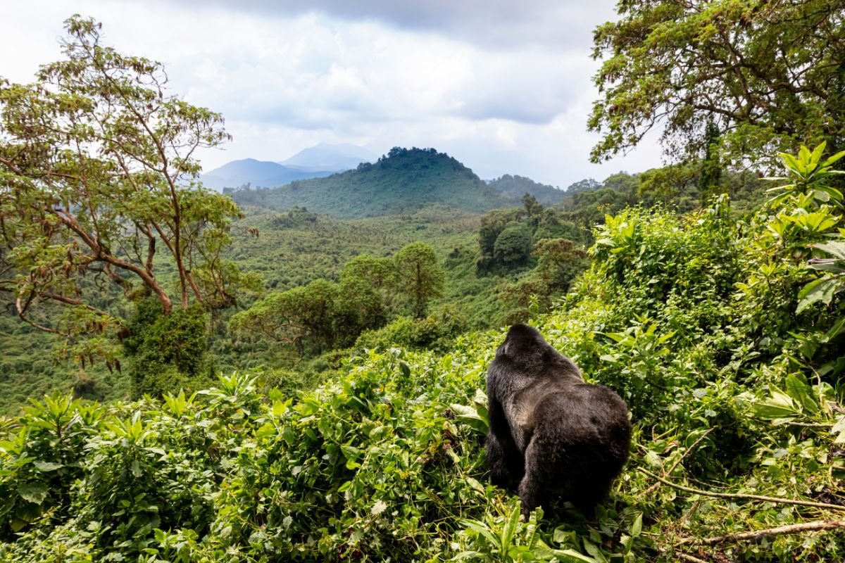 Mountain Gorilla Trekking in Uganda