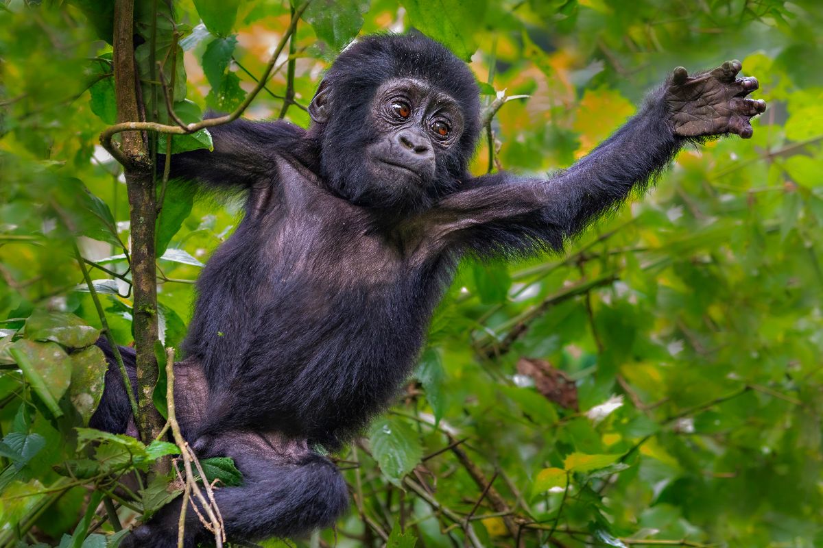 Mountain Gorilla Trekking in Uganda
