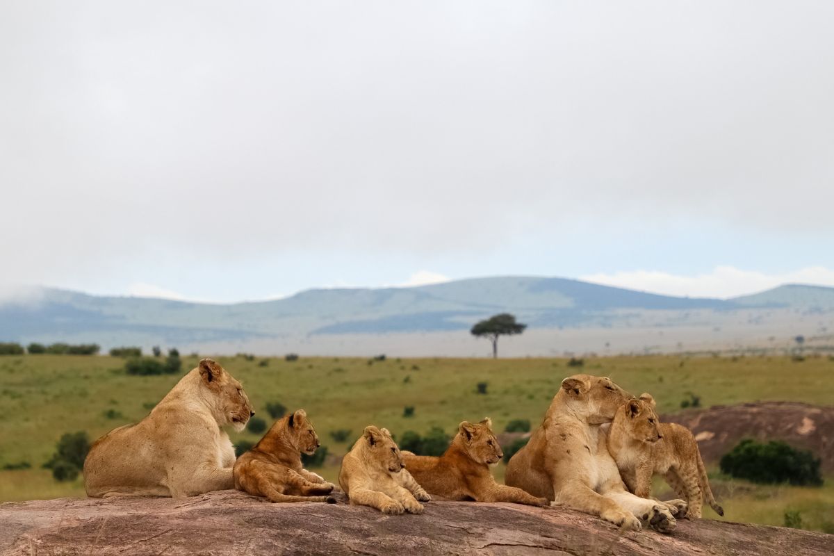 The Exceptional Lion Population- Maasai Mara National Reserve