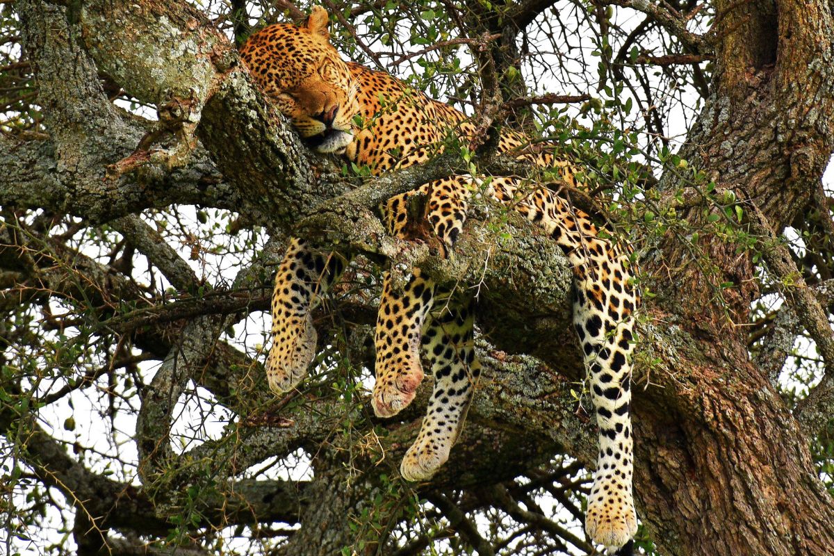 The Rare Leopard Sightings- Maasai Mara National Reserve