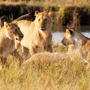 best safari destinations in Kenya
