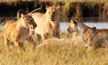 best safari destinations in Kenya