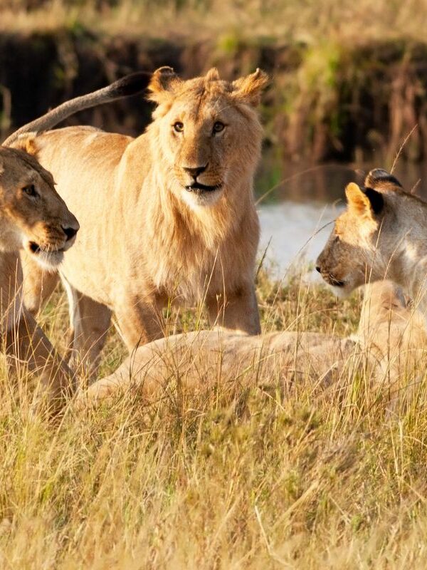 best safari destinations in Kenya