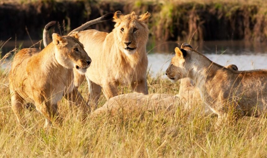 Top 5 Best Safari Destinations in Kenya for an Unforgettable Adventure