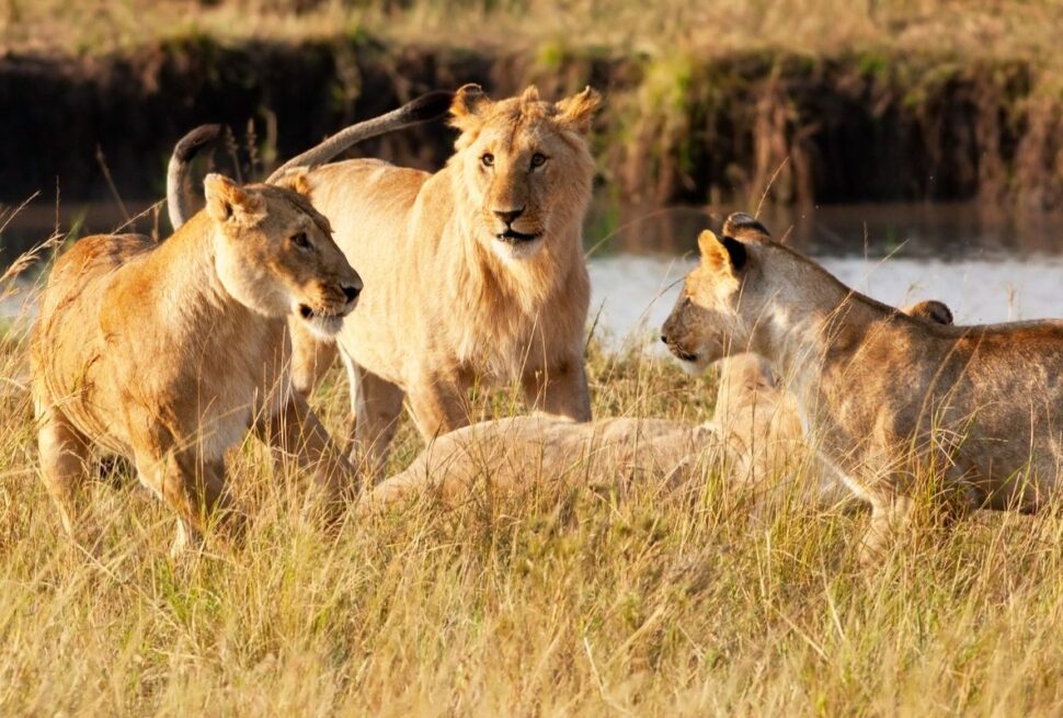 best safari destinations in Kenya