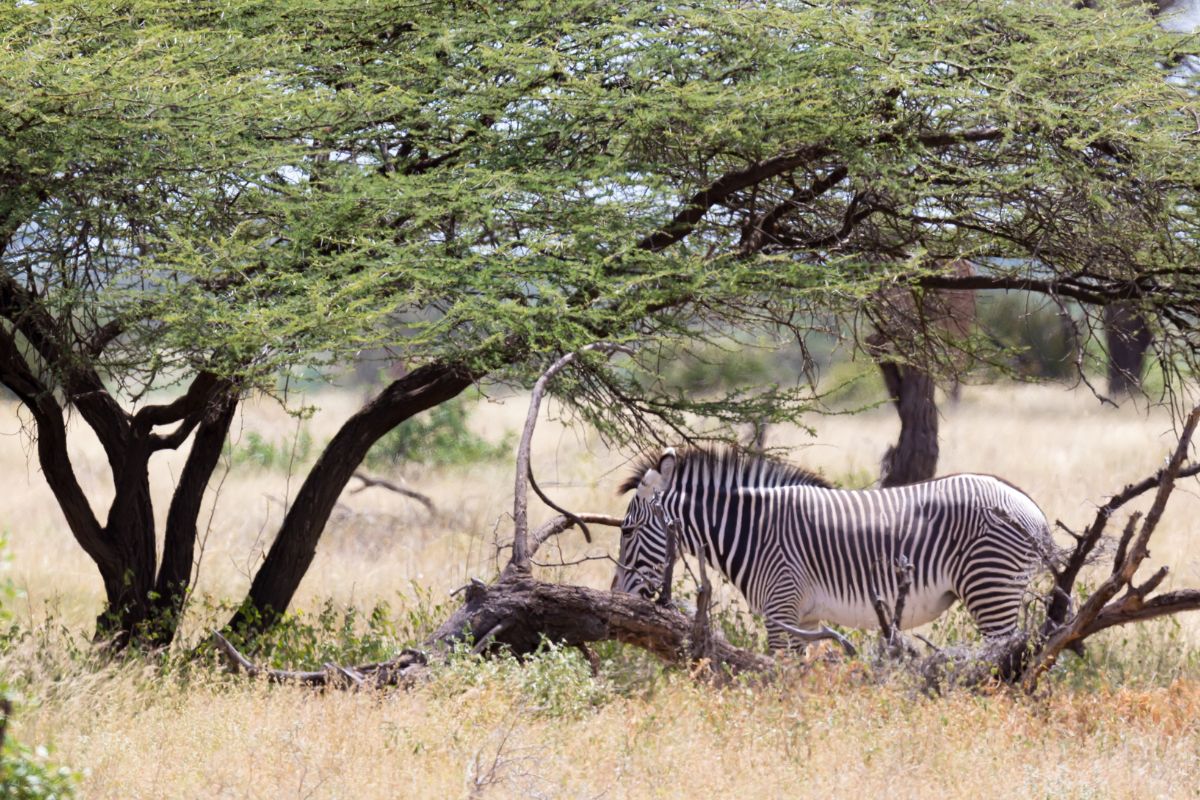 best safari destinations in Kenya