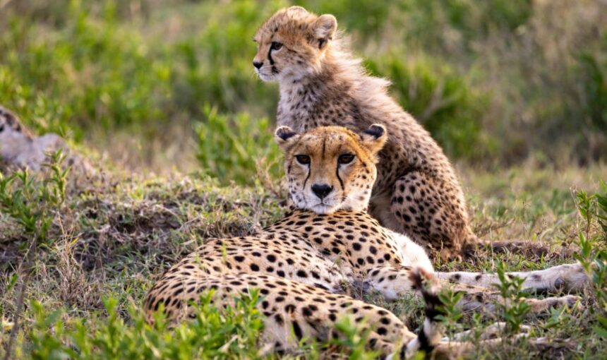 Top 7 Safari Destinations to Visit in Kenya in May 2026